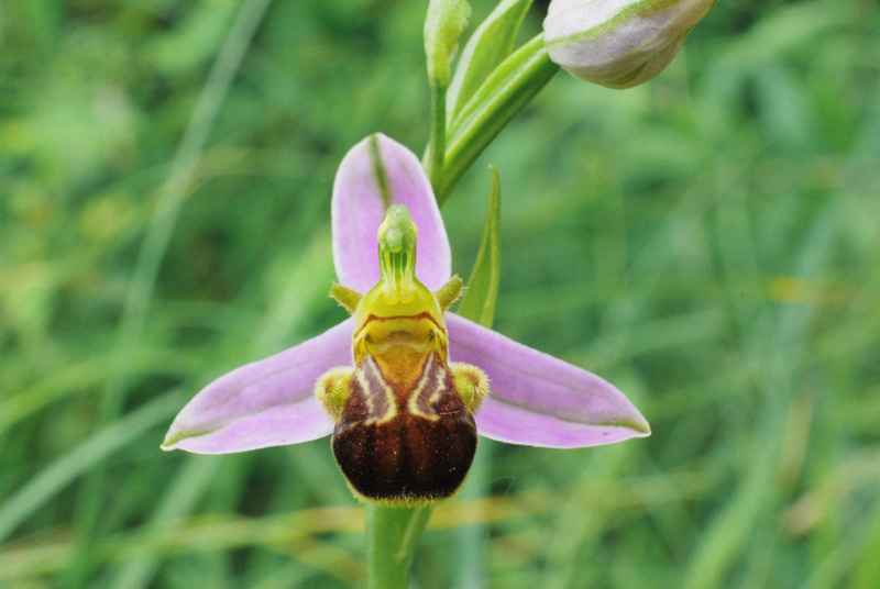 Ophrys apifera: alcune variet del Veneto